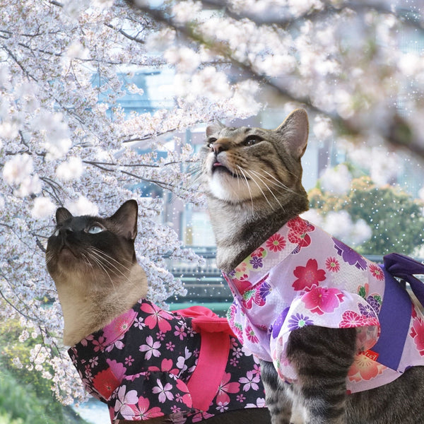 Hanami and Sakura